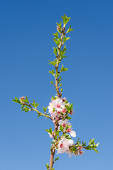 Image showing Cherry tree branch blossom against sky