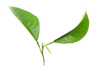 Image showing Two green leaf