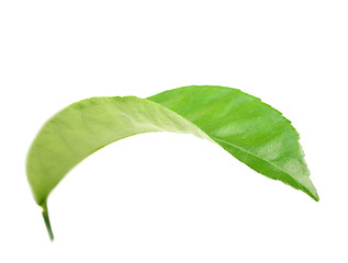 Image showing Curving a green leaf