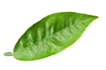 Image showing Green leaf of citrus-tree