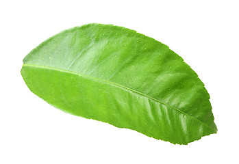 Image showing Green leaf of citrus-tree