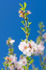 Image showing Pink and white spring blooming