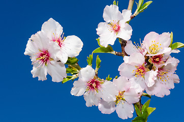 Image showing Closeup colorful spring blossom