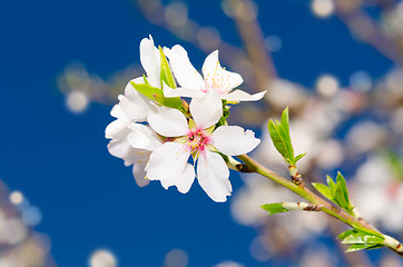 Image showing Small bunch of white spring blossom