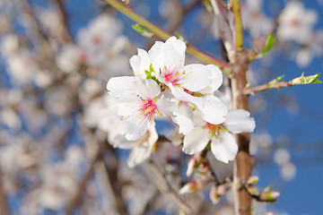 Image showing Apricot tree blooming bunch