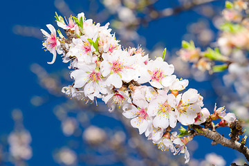 Image showing Spring blossom of apricot tree