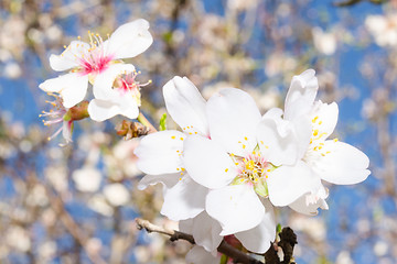 Image showing Apricot tree flowers bloom