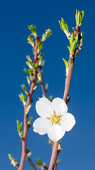 Image showing White spring flower on fresh branch