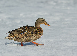 Image showing Mallard in the snow