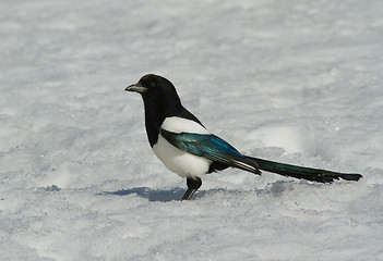 Image showing Magpie