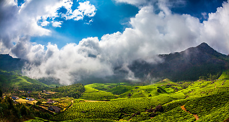 Image showing Tea plantations in India