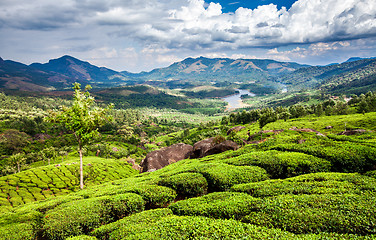 Image showing Tea plantations in India