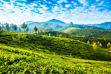 Image showing Tea plantations in India
