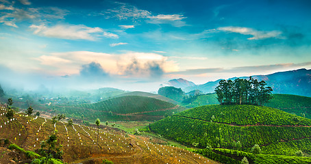 Image showing Tea plantations in India