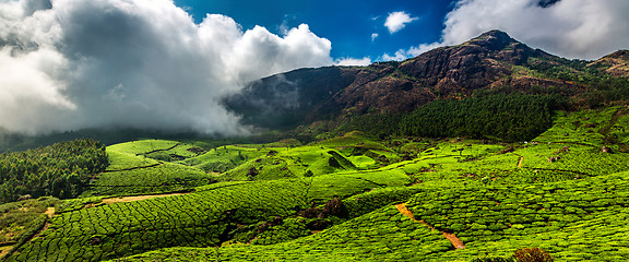 Image showing Tea plantations in India