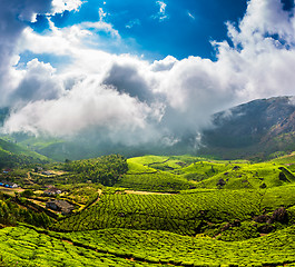 Image showing Tea plantations in India