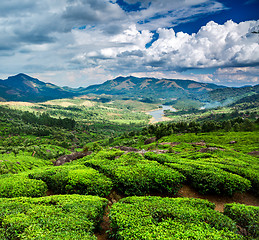 Image showing Tea plantations in India