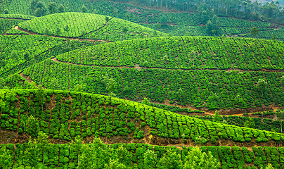 Image showing Tea plantations in India