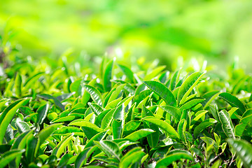 Image showing Tea plantations in India