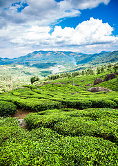 Image showing Tea plantations in India