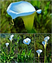 Image showing White arum lily