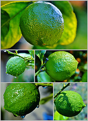 Image showing Lime on Tree