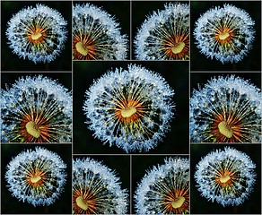 Image showing Dandelion with dew drops