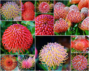 Image showing common pincushion protea