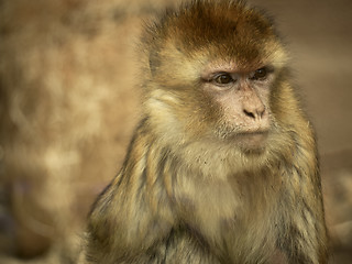 Image showing Monkey behind the glass