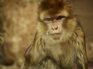 Image showing Monkey behind the glass