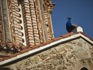 Image showing Peacock on monastery