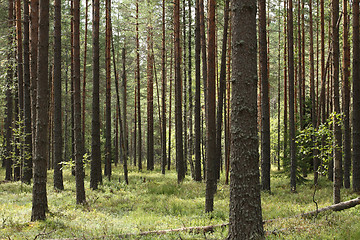 Image showing pine forests