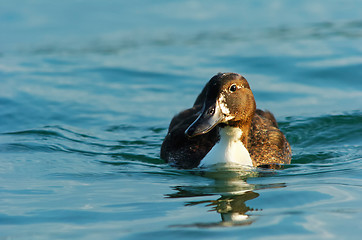 Image showing Brown duck in blue water