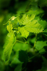 Image showing Young grapevine