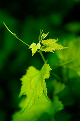 Image showing Young grapevine