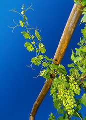 Image showing Young grapevine