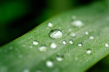 Image showing Pearls of dew