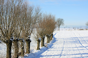 Image showing winter forest