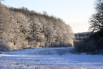 Image showing winter forest