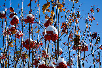 Image showing Ashberry under snow