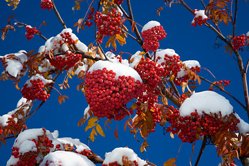 Image showing Ashberry under snow