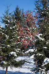 Image showing Fir covered snow.