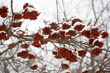 Image showing Ashberry under snow