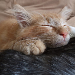 Image showing Maine Coon kitten portrait