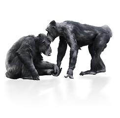 Image showing Two Black Chimpanzee 