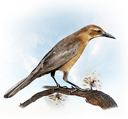 Image showing Bird Perching