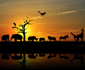 Image showing African Animals