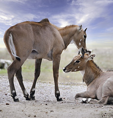 Image showing Asian Antelopes Nilgai