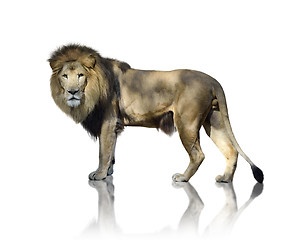 Image showing Lion