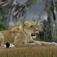 Image showing Female Lion